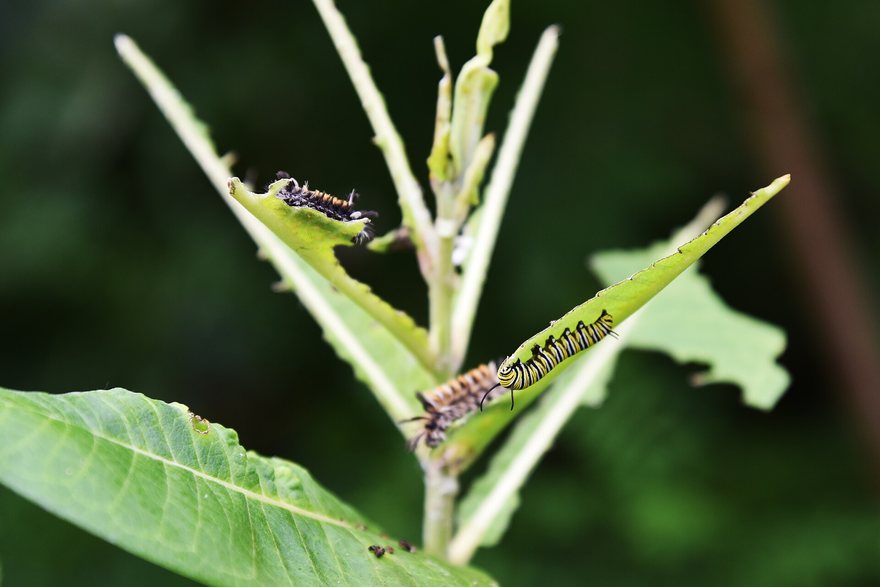 Caterpillar Treats